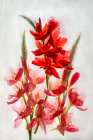 Kaffir lilies in ice Art Print